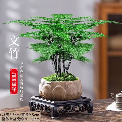 文竹室内好养绿植盆栽