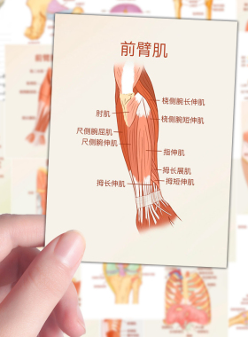 128张解剖学贴纸医学生学习笔记器官图解贴画自粘手账墙面桌面DIY
