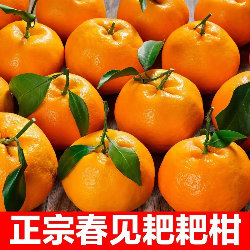 新鲜四川耙耙柑粑粑柑现摘大果