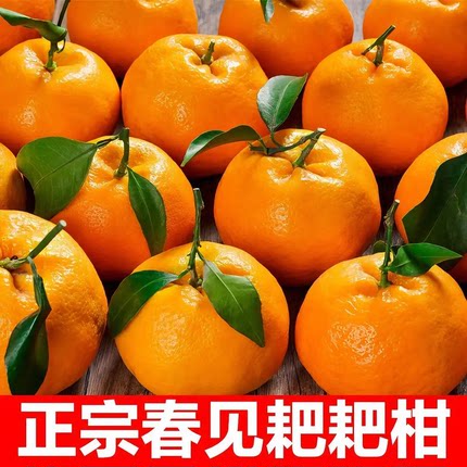 新鲜四川耙耙柑粑粑柑现摘大果甜耙耙柑正宗春见礼盒粑粑柑水果