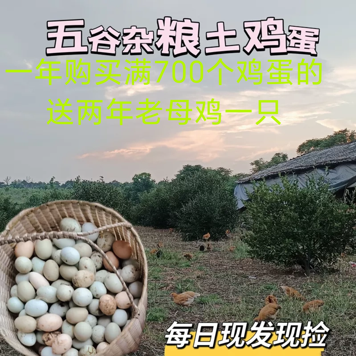 土雞蛋禮盒裝烏雞蛋30枚