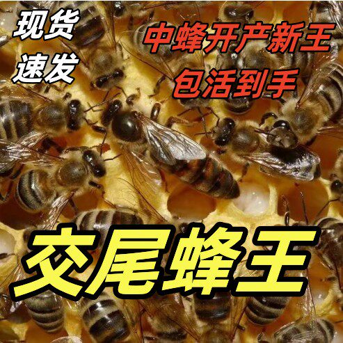 中锋蜂王高产卵包活包邮