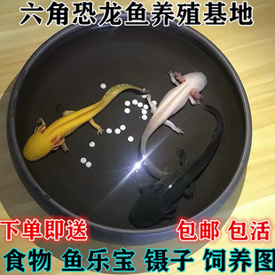 六角恐龙鱼淡冷水类宠物爬行蝾螈活体锦鲤观赏热带金斑马红虫两栖