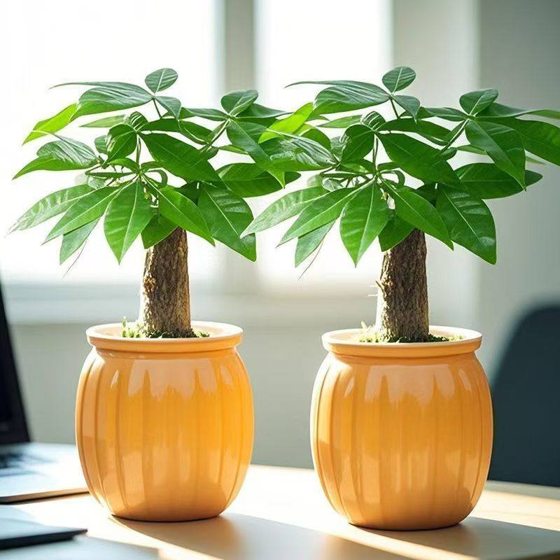 【买一送一】发财树盆栽室内植物净化空气办公室花卉桌面绿植好养,鲜花速递/花卉仿真/绿植园艺,大型绿植/成品组合盆栽,淘宝优惠券,粉丝福利购,淘宝优惠卷