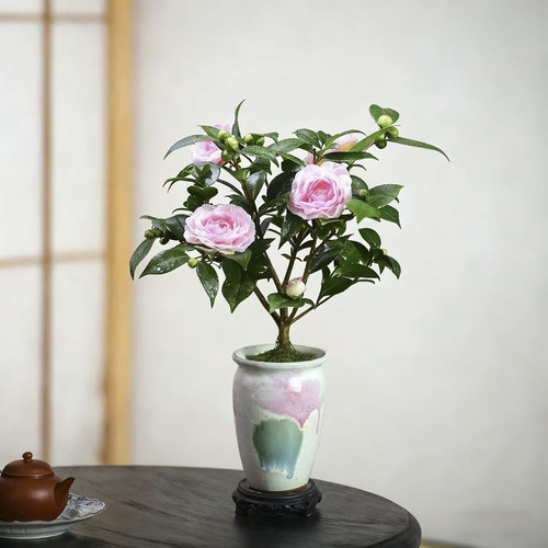 香妃茶花盆栽植物室内茶桌