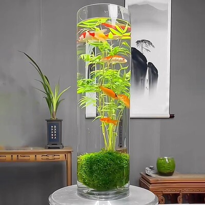 观音竹水培盆栽绿植玻璃缸可养鱼