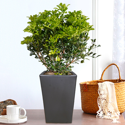 米兰阳台客厅净化空气吸甲醛