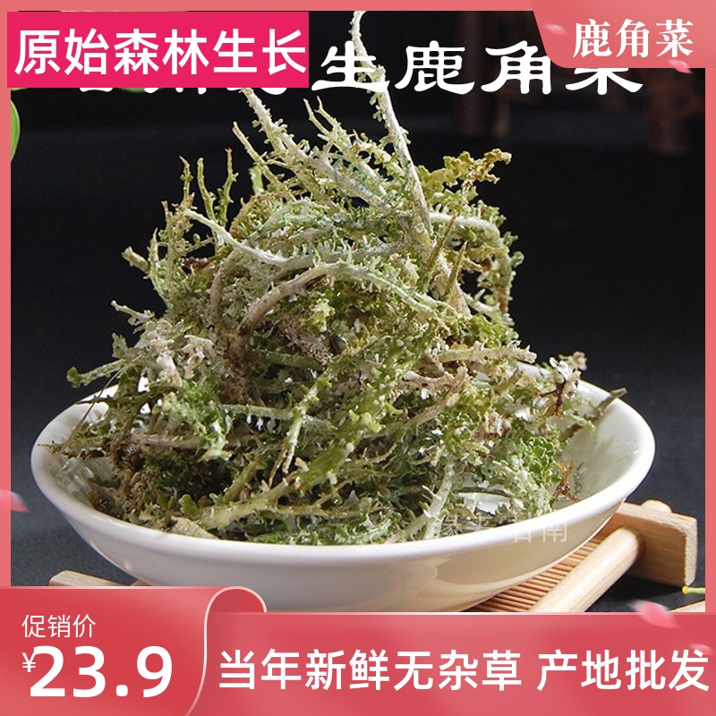 野生鹿角菜西北特产天然龙须菜青海甘南鹿角菜非石花菜凉拌菜100g