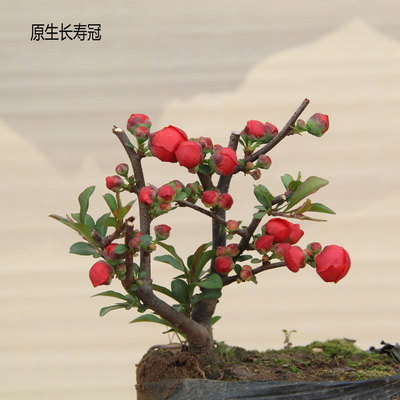 四季海棠花原生长寿冠 红花复瓣 盆景花卉 一物一拍一价