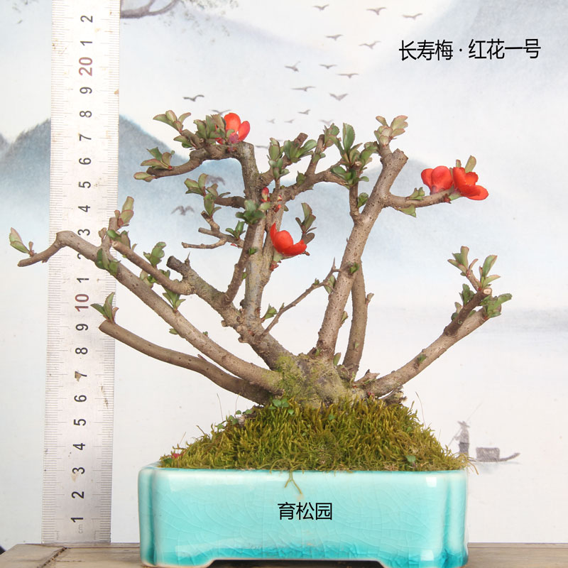 红花一号长寿梅 日本木瓜海棠 三年整素材苗 一物一拍 阳台花卉