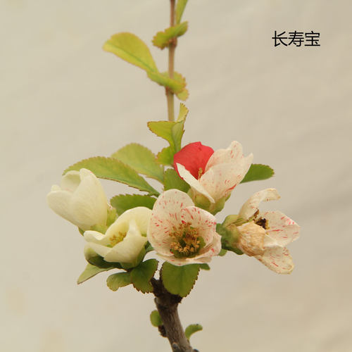 长寿宝 多色出锦品种海棠花 开纯红 纯白 红白 白红色花