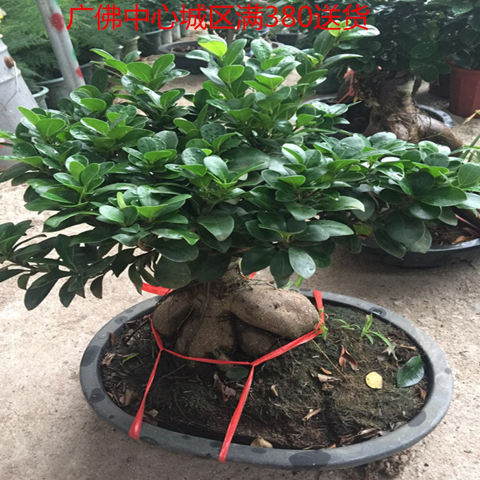 绿植观叶花卉大榕树人参包邮盆栽