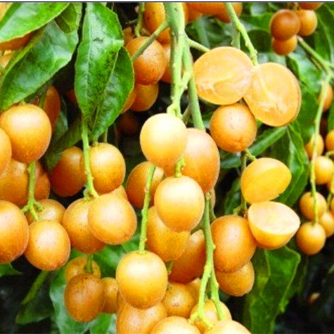 广东黄皮果苗鸡心嫁接黄皮果树盆栽地栽当年结果庭院阳台露天种植