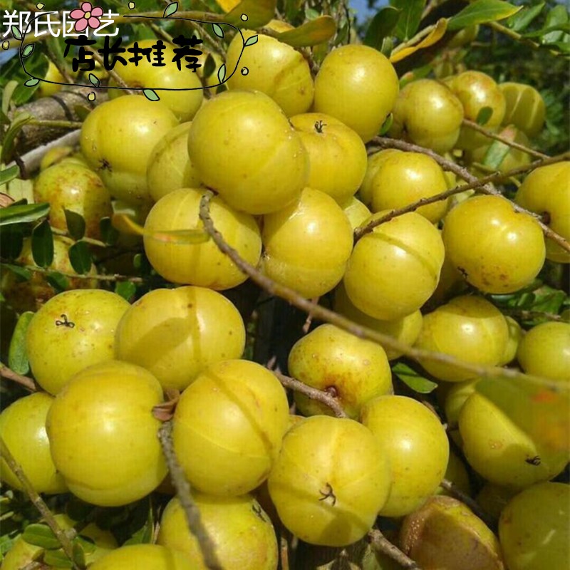 广东潮汕甜种油甘果树苗大粒狮头柿饼油甘余甘嫁接油甘当年结果