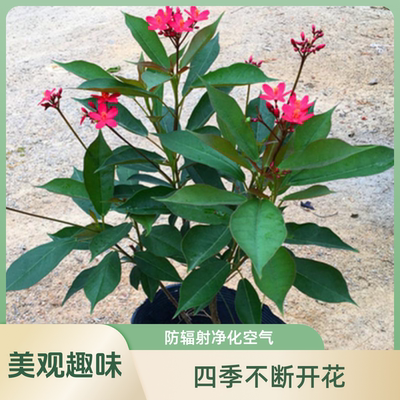 开花木本室外珊瑚常绿室外