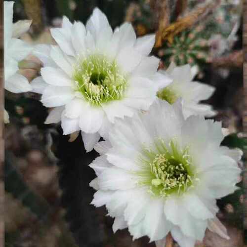 冰美人丽花仙人球白花绿喉洁白无瑕短刺球
