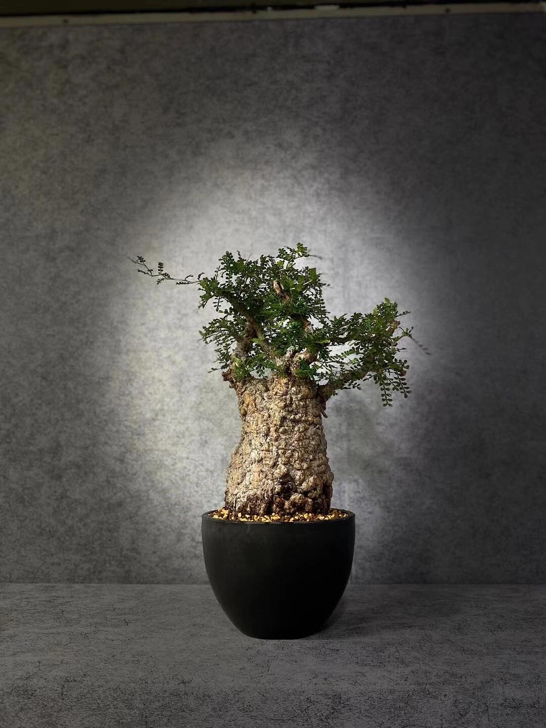 一末多肉馆奇异精品绿植块根植物象足漆树一物一拍景观盆栽造景