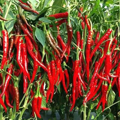 树高树大朝地椒一号大树辣椒种子特辣王辣椒籽高产四季美人辣椒籽