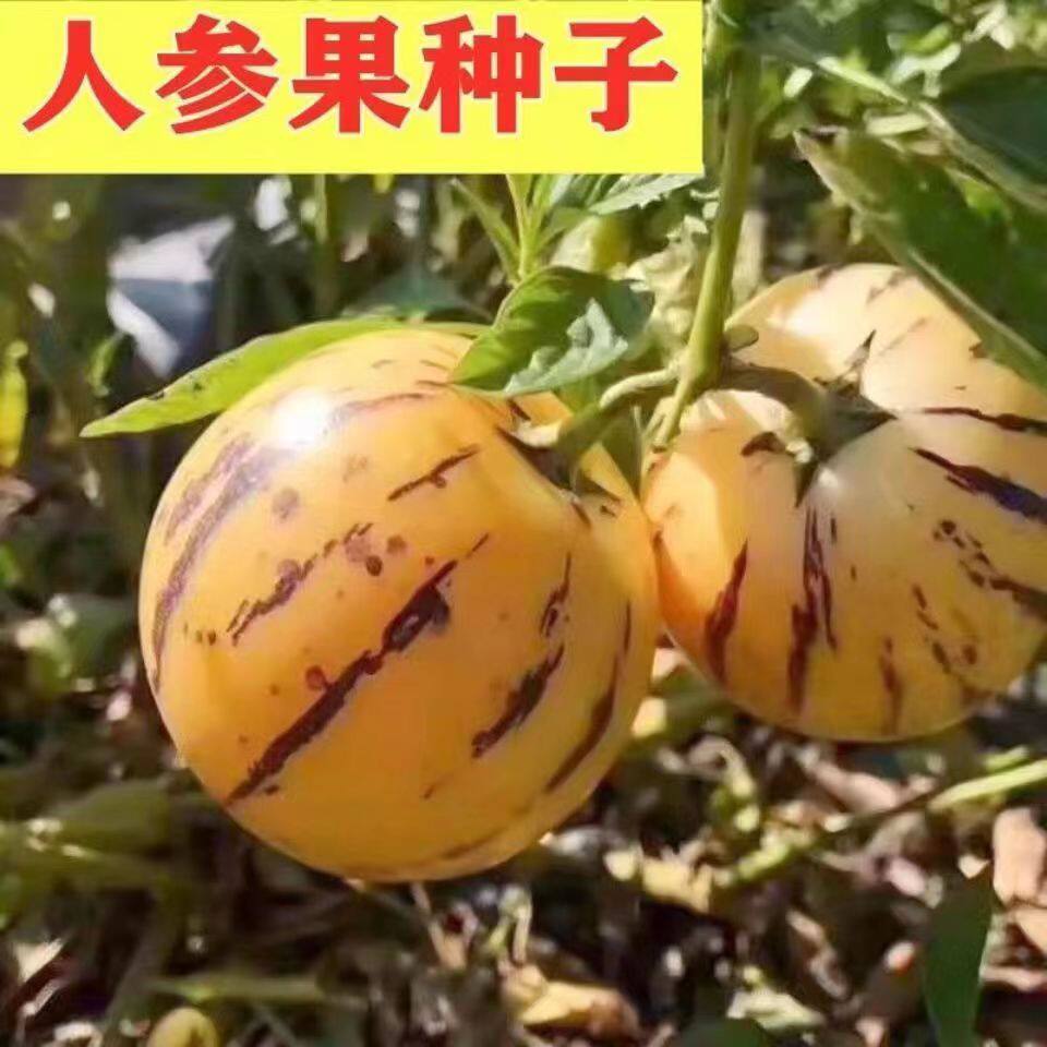 正宗人参果种子四季播种籽高产特级长寿大果食用特色水果蔬菜种子
