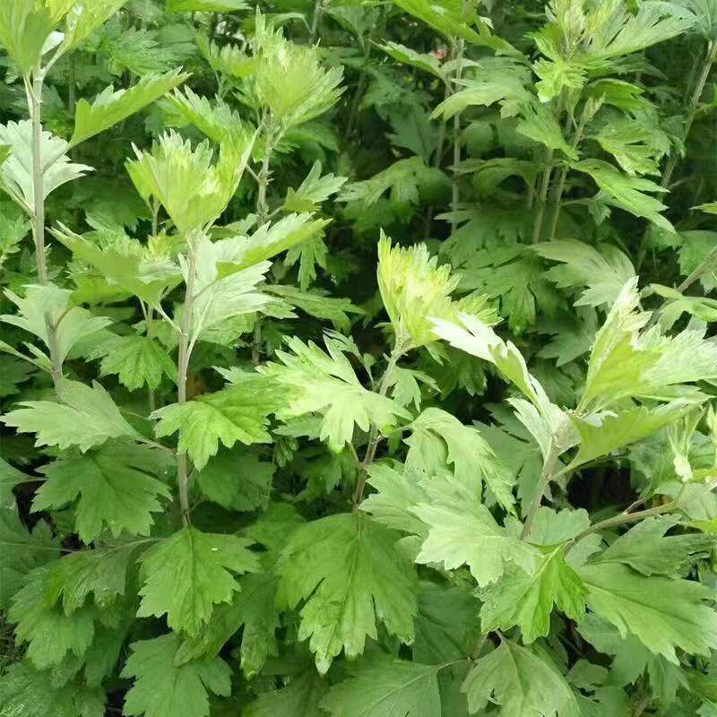 艾草种子可食用药用种籽泡澡室内驱蚊