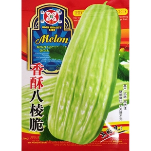 香酥八棱脆种子超大菜瓜种孑籽菜瓜生吃南方高四季播产蔬菜孑大全