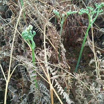 野生蕨菜种子 生厥菜拳头菜 如意菜野山菜猫爪菜龙头菜撅菜种籽