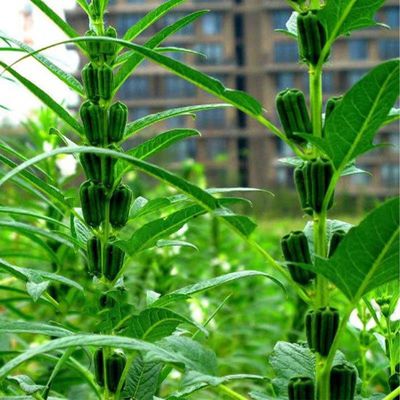 太空霸王鞭种子早熟多荚高油抗病稳产春夏大田高抗倒伏产白芝麻种