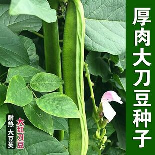 厚肉大刀豆种子孑春季夏季秋季耐热四季蔬菜挟剑豆特长大刀豆种籽