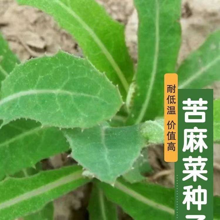 苦麻菜种籽大叶多年生兔子草种猪牛鱼鸡鸭鹅爱吃的养殖四季牧草种
