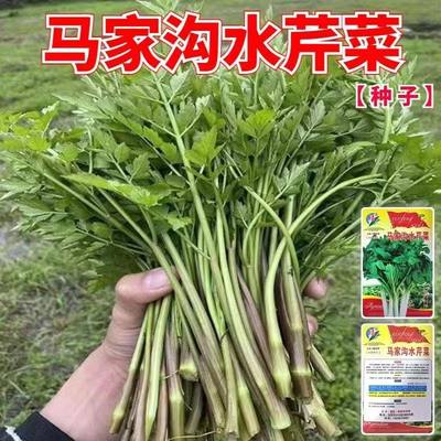 马家沟水芹菜绿色野生蔬菜种籽土里捂种孑多年生宿根植物