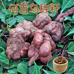 何首乌种子黑红何首东北三宝药材种籽庭院阳台盆栽