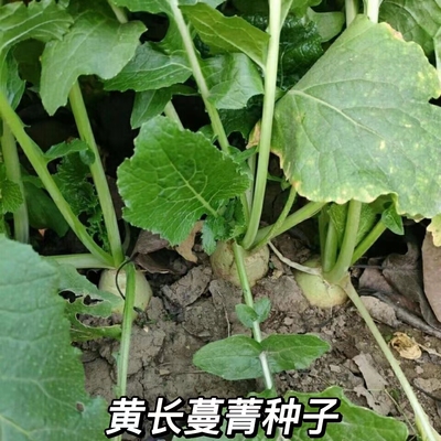 黄长蔓菁种子蔓菁芜菁萝卜种子黄萝卜种子春秋播甜面抗病蔬菜种子