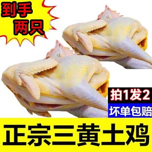 【买一送一】三黄鸡农家散养土鸡走地鸡现杀冷冻笨鸡月子活鸡整鸡