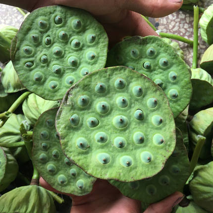莲蓬新鲜莲子湖南湘莲应季时令水果现摘现发生吃非洪湖去芯食用