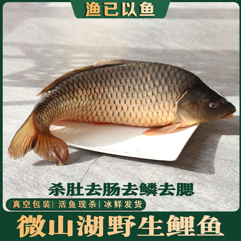 野生鲤鱼淡水活鱼新鲜现杀滋补孕妇月子鱼炖汤下奶老人儿童补钙鱼