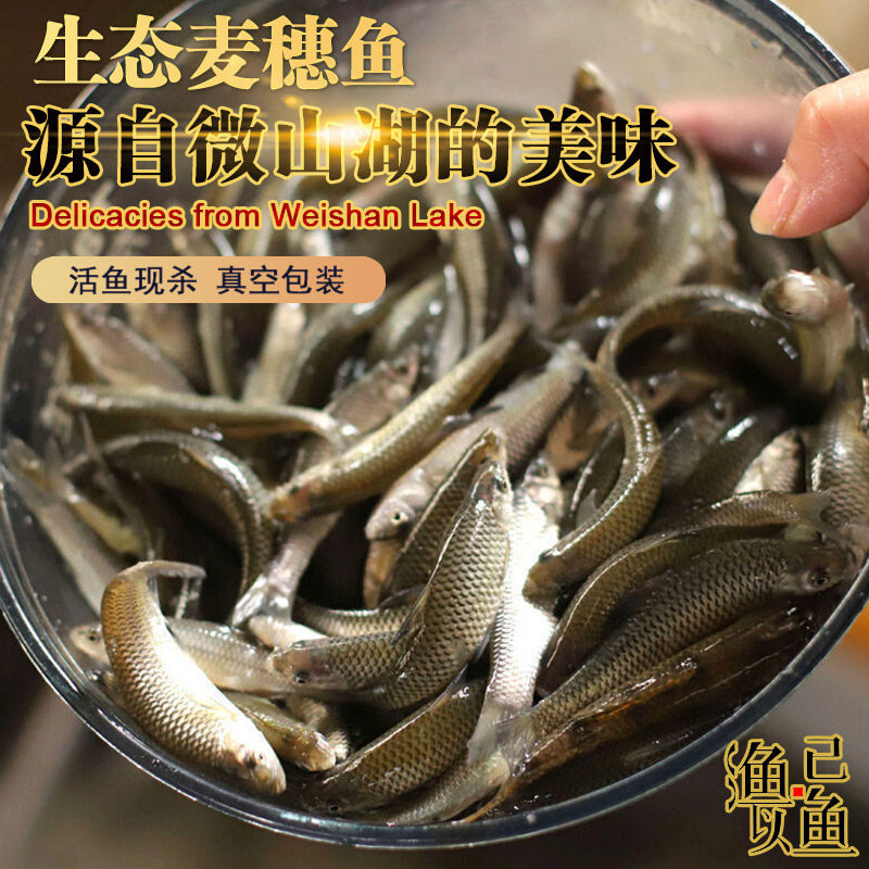 微山湖生态麦穗鱼淡水活鱼新鲜现杀食蚊鱼罗汉鱼柳条鱼油炸杂鱼汤