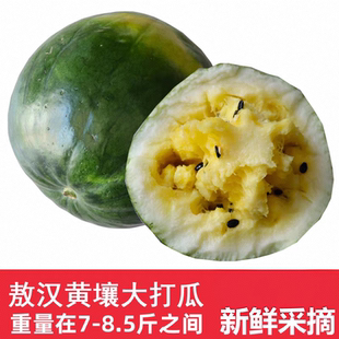 敖汉黄壤大打瓜7斤新开园黄壤打瓜敖汉打瓜赤峰水果旱地打瓜