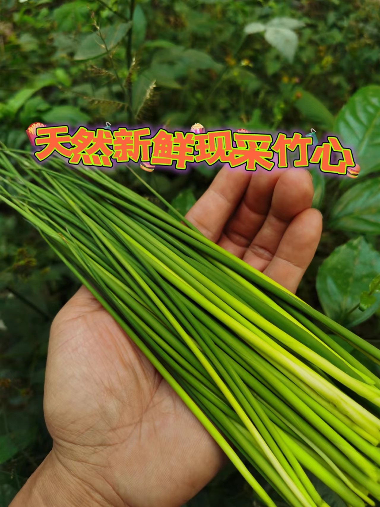 新鲜现采竹芯 竹叶心嫩芽 天然竹心茶 天然下火凉茶包邮