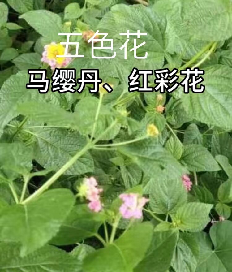 新鲜现采五色花马缨丹五色梅红彩花杀虫花如意草野生天然中草药