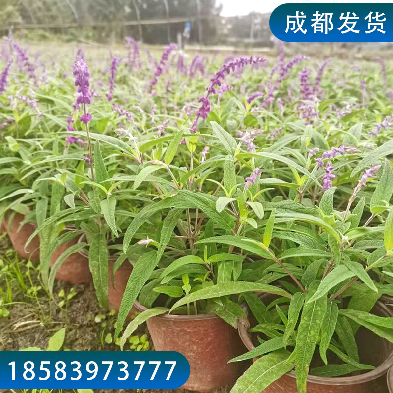 成都墨西哥鼠尾草盆栽苗蓝花耐旱耐热薰衣草平替紫色花的花境植物
