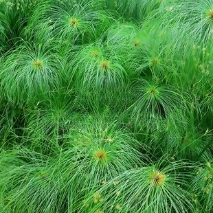 黄菖蒲莎草苗白茅根丝茅草紫娇花苗晨光芒草梭鱼草苗水生植物基地