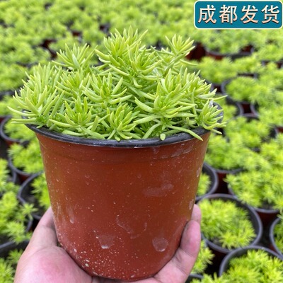 草皮八宝景天佛甲草中华覆盖地被