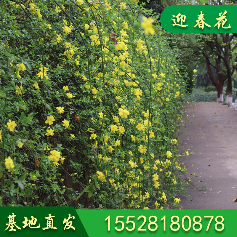 迎春花藤本花卉春季开花黄色小花藤条庭院种植路边小黄花本地直发