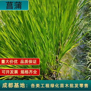菖蒲水生植物净化水质过滤庭院池塘河道绿道水边种植基地水菖蒲苗
