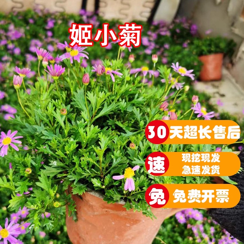 姬小菊盆栽花苗雏菊多季开花玛格丽特阳台庭院室外花植物易