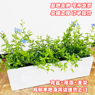 组合花箱条形水泥花盆花卉盆栽种植满天星木春菊户外花箱栽好易活