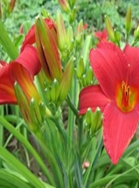 金娃娃萱草 大花萱草 盆栽花卉 花期半年 宿根植物 易栽好养