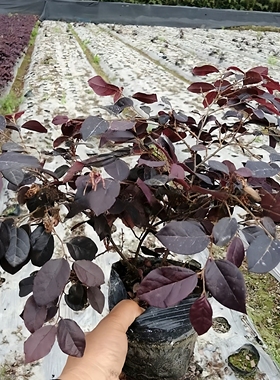 成都红花继木色块苗庭院园林四季常青绿化苗木红花继木苗绿篱植物