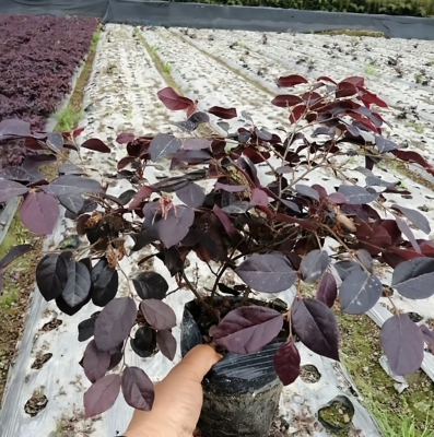 成都红花继木色块苗庭院园林四季常青绿化苗木红花继木苗绿篱植物