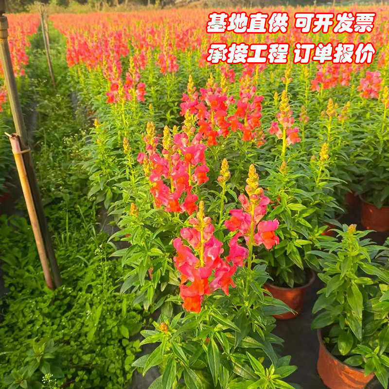 金鱼草多年生易活耐阴宿根花卉